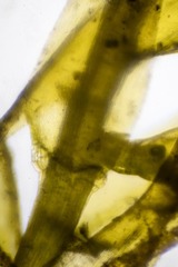 Sarmentypnum tundrae