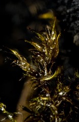 Sarmentypnum tundrae