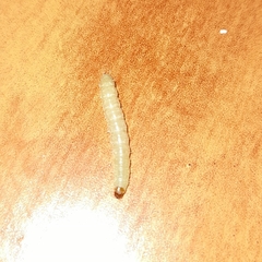 Plodia interpunctella