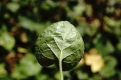 Viola suavis