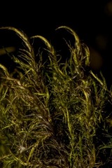 Sarmentypnum tundrae