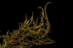 Sarmentypnum tundrae