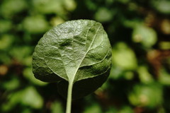 Viola suavis