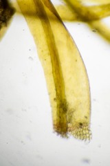 Sarmentypnum tundrae