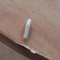 Plodia interpunctella