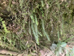 Micropolypodium okuboi