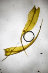 Sarmentypnum tundrae