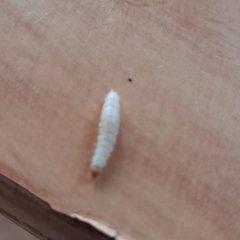 Plodia interpunctella