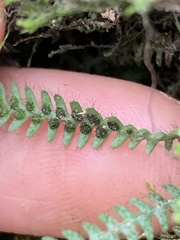 Micropolypodium okuboi