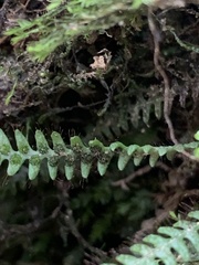 Micropolypodium okuboi