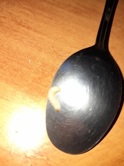 Plodia interpunctella