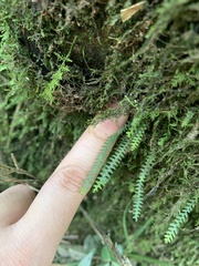 Micropolypodium okuboi