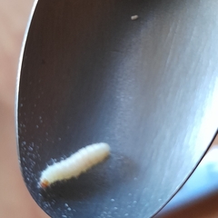Plodia interpunctella