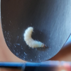 Plodia interpunctella