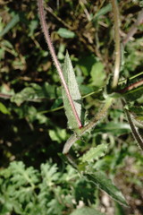 Crepis foetida