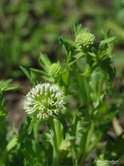 Acicarpha tribuloides