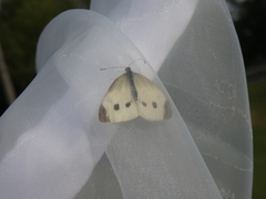 Pieris rapae
