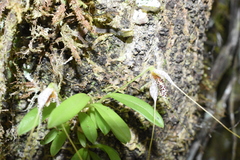 Masdevallia picturata