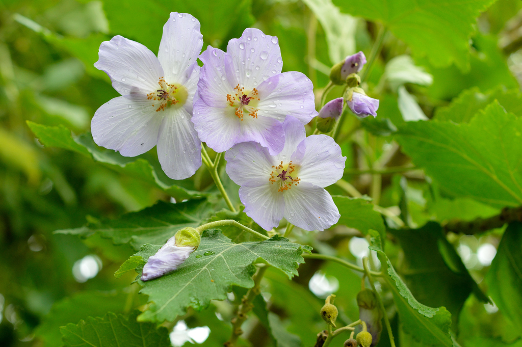 Chilean abutilon