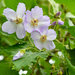 Corynabutilon vitifolium - Photo (c) danielaperezorellana，保留部份權利CC BY-NC-ND