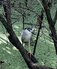 Nycticorax nycticorax image