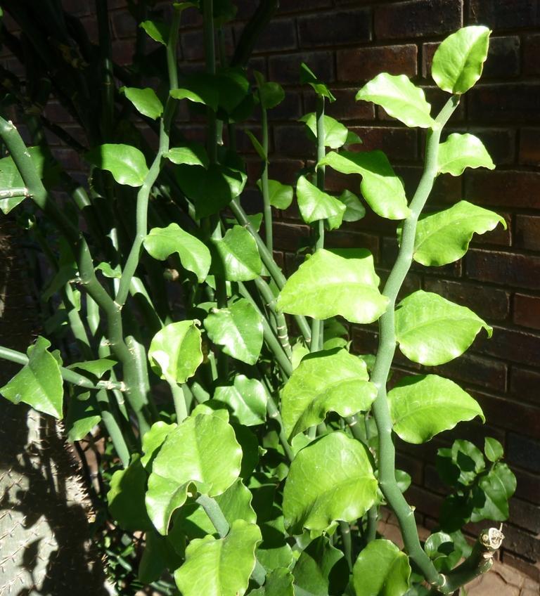 Euphorbia tithymaloides ssp. smallii