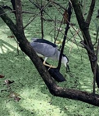 Nycticorax nycticorax image