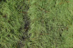 Eleocharis baldwinii