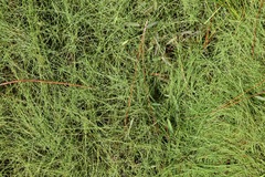 Eleocharis baldwinii