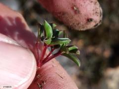 Oxalis stokoei