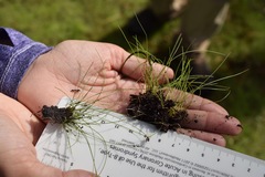 Eleocharis baldwinii