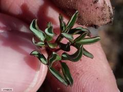 Oxalis stokoei