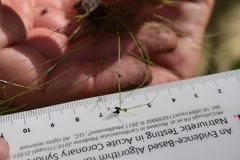 Eleocharis baldwinii