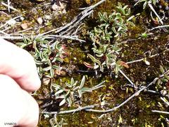 Oxalis stokoei
