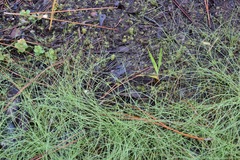 Eleocharis baldwinii