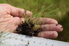 Eleocharis baldwinii