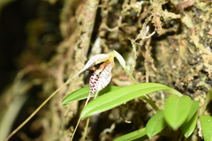 Masdevallia picturata