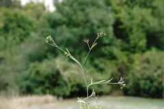 Bupleurum marschallianum