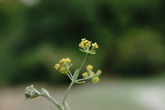 Bupleurum marschallianum