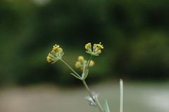 Bupleurum marschallianum