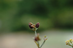 Bupleurum marschallianum