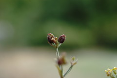Bupleurum marschallianum
