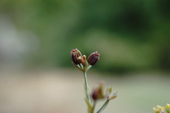 Bupleurum marschallianum