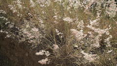 Melinis repens repens