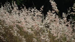 Melinis repens repens