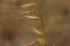 Loudetiopsis chrysothrix