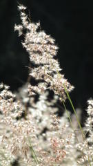 Melinis repens repens