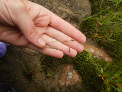 Deschampsia cespitosa cespitosa