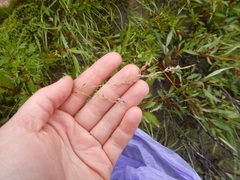 Deschampsia cespitosa cespitosa