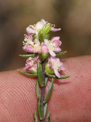 Lachnaea glomerata